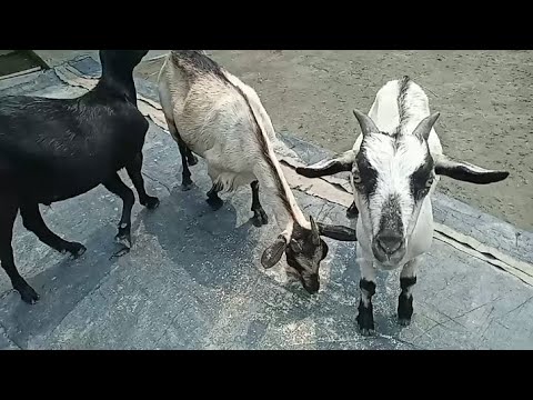 Small Cute Goat VS Big Goat || Eating Challenge😋💥 || Very funny😂 || 0LPET ANIMALS||