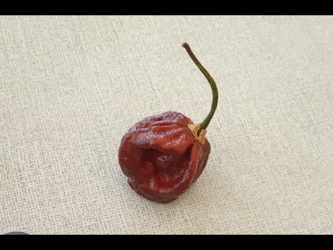 Reaper Week - Day #1 - "Chocolate Reaper"