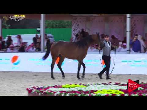 N.135 NAWARA AL ARAB - Asharqia Classic 2018
