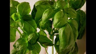 Basil 101-Fresh vs Dried