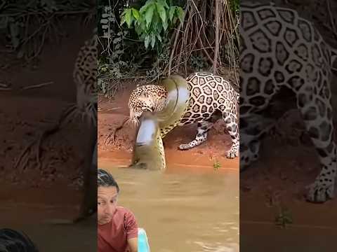 Cena Incrível #pescasub #pescaria #pescasub