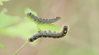 Hundreds of Tent Caterpillars (from DIY Naturalist)