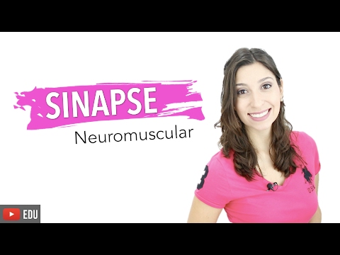 Skeletal Muscle 6/6: Neuromuscular Synapse