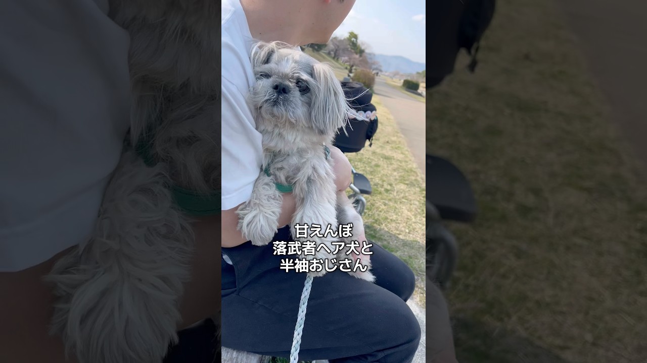 甘えんぼ落武者ヘアシーズー犬と半袖おじさん