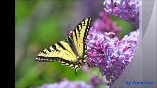 Stanley Clarke ~ Journey to love