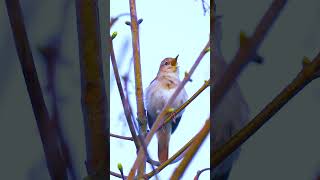 Download lagu NYANYIAN BURUNG SIKATAN LONDO ATAU NIGHTINGALE GACOR DI ALAM LIAR  #birds #sikatanlondo #nightingale mp3