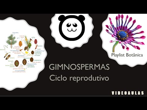 Gimnospermas - ciclo reprodutivo