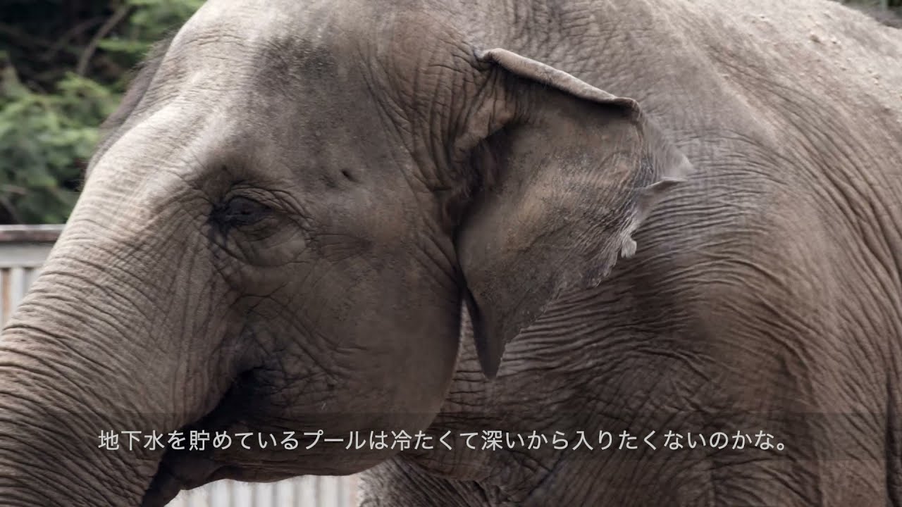 宇都宮動物園様　#宮子にプールを｜宇都宮動物園の宮子に、48歳の誕生日プレゼント