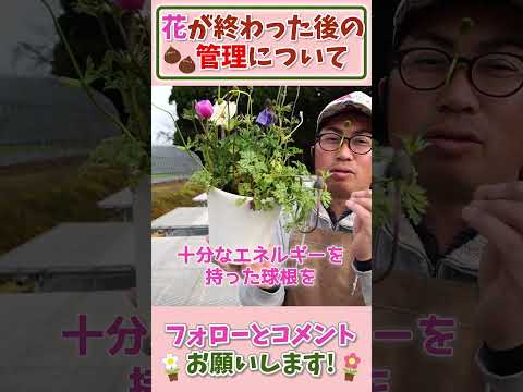 園芸 ウィルモットのプルンバゴ