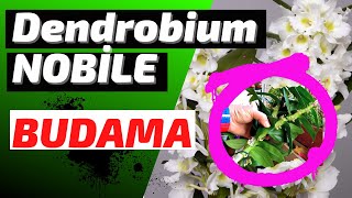 DENDROBİUM NOBİLE ÇİÇEK DÖKÜNCE 🌸 NASIL BUDANMALIDIR ❓❓