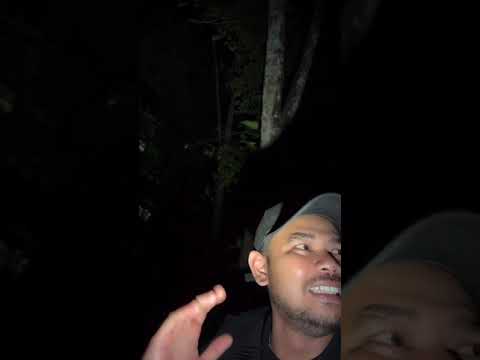 SOLO EXPLORE - HUTAN PINGIT SIKATON KARANGASEM SIDEMEN
