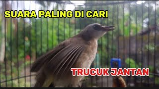Download lagu Trucuk betina memanggil jantan ampuh buat pancingan agar bunyi jadikan trucukmu gacor nyaut mp3