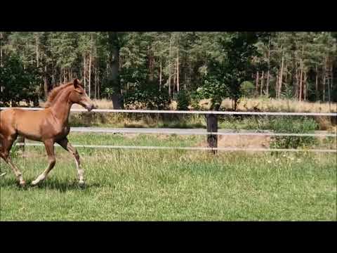 "Escanta" Elitestutfohlen von Escanto PS x Follow Him's Schönweide