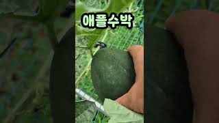 🍉애플수박 쑥쑥 49일째(6/<b class="sch_word">2</b>4) #애플수박 #망고수박 #도시농부tv #도시텃밭 #텃밭작물 #주말농장