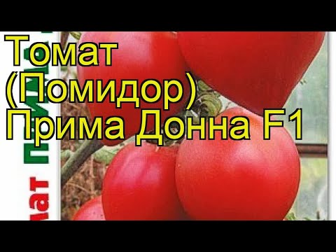 , title : 'Томат Прима Донна F1. Краткий обзор, описание характеристик solanum lycopersicum Prima Donna F1'