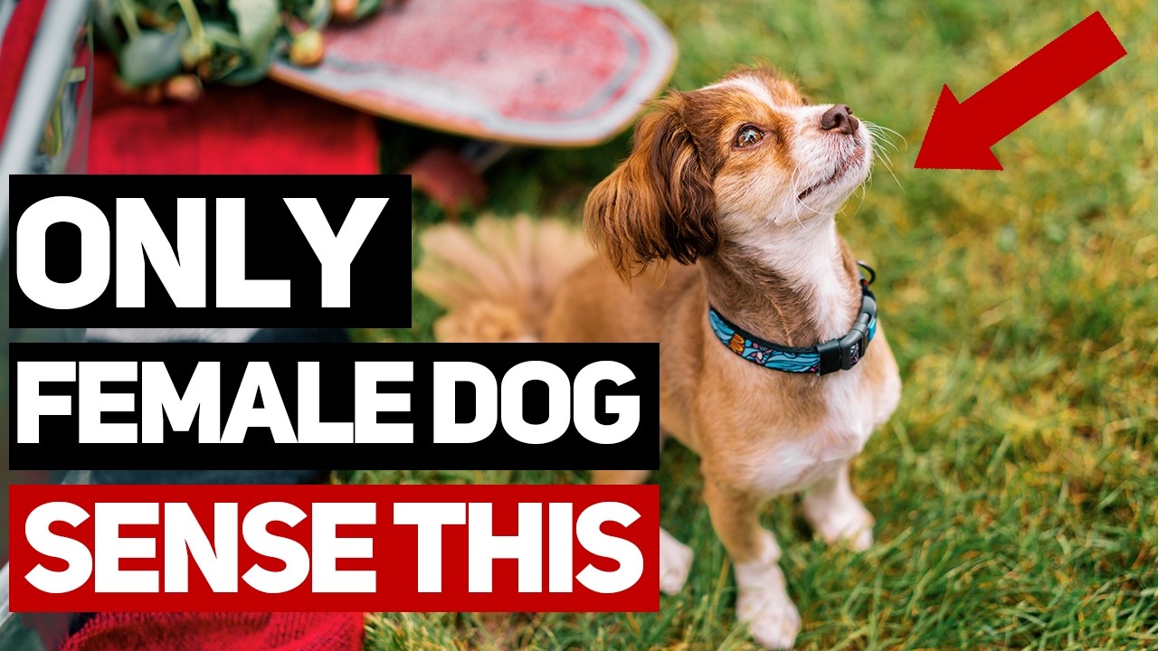 8 Fascinating Traits ONLY Female Dogs Have
