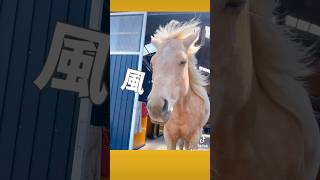 馬と強風🌬オールバック #ヒロユキモチダホースマンシップ #乗馬 #北海道 #馬 #horse #牧場 #horsemanship #ホースマンシップ