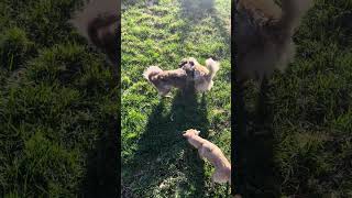 Video preview image #1 Chiranian Puppy For Sale in San Francisco, CA, USA