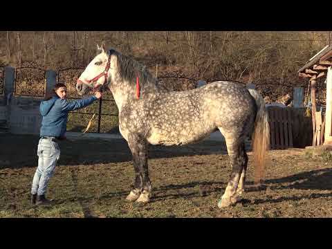 Iapa domnului Adrian de la Bont, Cluj - 2021 Nou!!!