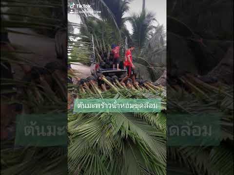 ต้นมะพร้าวขุดล้อม 2 เมตร