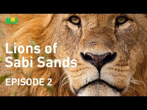 Lions of Sabi Sands - Episode 2 | Hunt and Kill