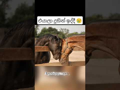 සත්තු දුකෙන් ඉද්දී පෙනුම 🐶😢 #animals #amazing #amazingfacts #sinhala #sinhalafacts #short