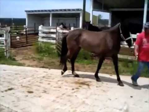 Before and after video of laminitic horse treated with Laminil