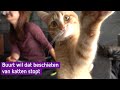 Kattenschutter teistert buurt: 'Schiet liever met een waterpistool'