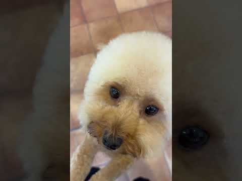 経営学科 トイプードル1歳 #トイプードル　#toypoodle