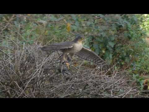 Sparrowhawk catches another Starling - #1