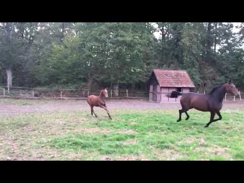 Hengstfohlen Maloubet de Pleville - Satisfaction- El Bundy