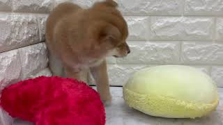 柴犬の動画01