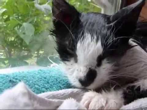Removing fleas from a stray cat using Dawn dishwashing liquid