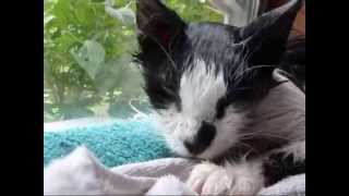 Removing fleas from a stray cat using Dawn dishwashing liquid