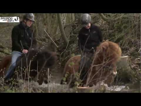 Das Islandpferd Rasseportrait (www.pferde-magazin.info)