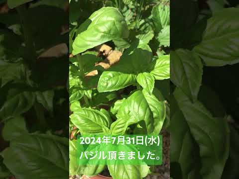 育てやすい香りのよい観葉植物やハーブからインスピレーションを得ましょう。  庭園