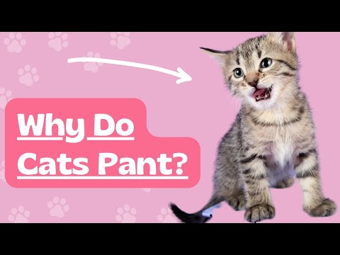 Why Do Cats Pant? Here are the most common reasons why. #catcare