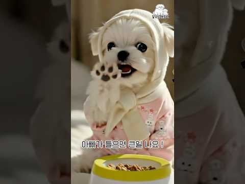 The reason Bbodong won't eat his kibble