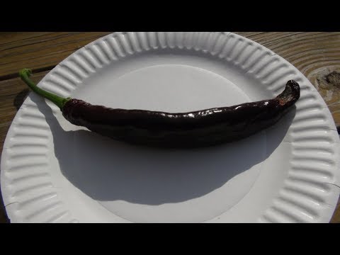 download lagu mp3 mp4 Aji Panca Scoville, download lagu Aji Panca Scoville gratis, unduh video klip Aji Panca Scoville