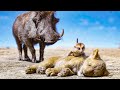 Timon And Pumbaa Find Baby Simba Scene THE LION KING 2019 Movie Clip