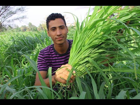 , title : 'وفر فلوسك !! وازرع علف اخضر في المنزل والحديقه Green feed افضل غذاء اخضر للطيور والحيوانات'