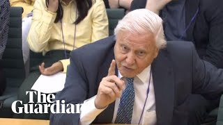 David Attenborough speaks in parliament about climate change – watch live