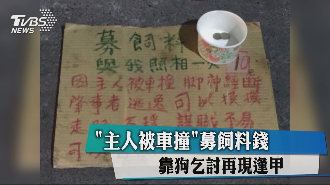 「主人被車撞」募飼料錢 靠狗乞討再現逢甲