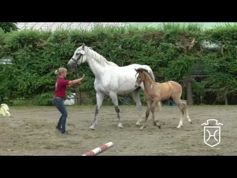 HEI028 Hengstfohlen von Charleston - Carinjo - Calido I