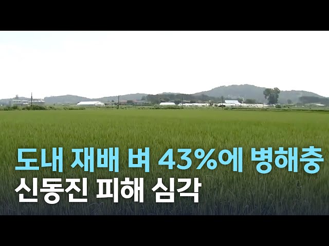도내 재배 벼 43%에 병해충..신동진 피해 심각