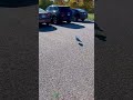 Annoying The Seagulls In The Parking Lot