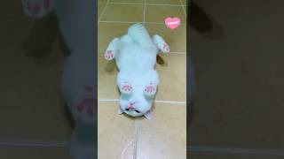 Cats you won`t believe are real 😍❤️