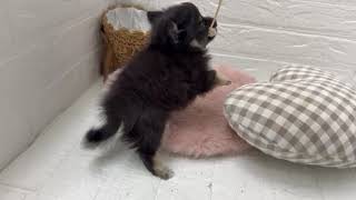 ハーフ犬の動画01