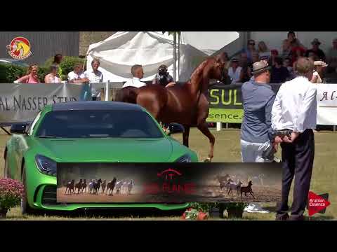 Elran Cup 2018 - Class 13