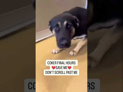 For any help consider donating link in bio to save a stray life in Los Angeles#usashorts#save